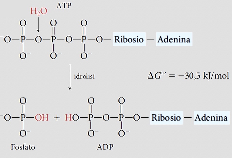 Processo idrolisi dell'ATP su sfondo grigio.
