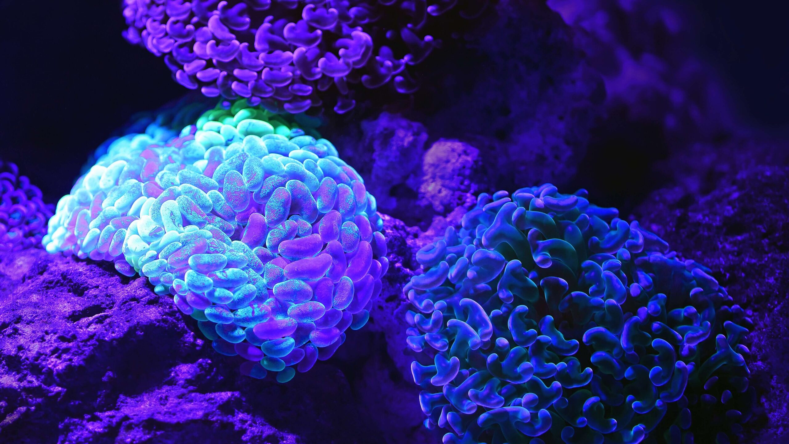 Sfondo nero. In primo piano ci sono tre palle formate da organismi simili a champignon di colore azzurro, blu e viola. I colori si mesconlano con lo sfondo e lo rendono sfumato.