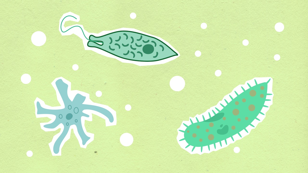 Sfondo verde con bolle bianche. In primo piano ci sono tre cellule disegnate in stile fumetto. La cellula a sinistra è azzurra e ha i tentacoli, la cellula a destra è verde con pois arancioni e a forma di cetriolo, la cellula in alto è verde con trattini verde scuro e ha la forma di un amo da pesca.