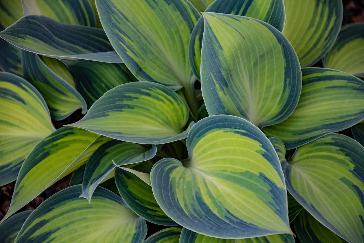 La fotosintesi clorofilliana ha questo nome per il pigmento verde della clorofilla. In foto ci sono le foglie di una pianta. Il loro colore è più chiaro al centro ed è più scuro lungo il perimetro della foglia.