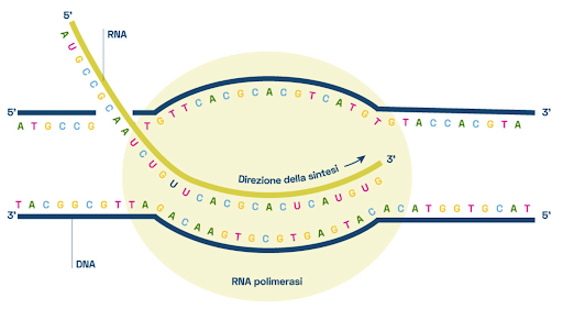 Nel RNA si trova l'uracile al posto della timina, perciò il filamento di mRNA ottenuto è identico al filamento non trascritto, ma con U al posto di T.
RNA polimerasi catalizza l’aggiunta di ribonucleotidi in direzione da 5’ a 3’.
