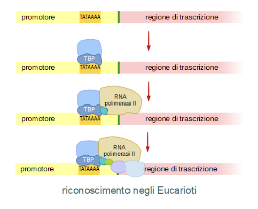 Trascrizione del DNA nei eucarioti.