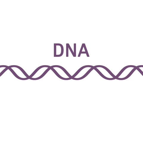 Sintesi proteica tra DNA e RNA.