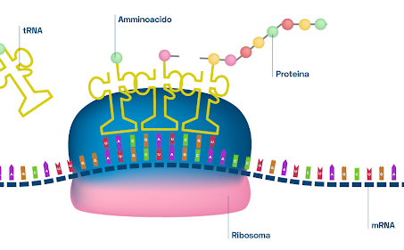 Nella sintesi proteica, a caricare il singolo amminoacido sul tRNA corrispondente è un gruppo di enzimi specifici chiamati amminoacil tRNA sintetasi. Il legame ad alta energia tra amminoacido e RNA verrà scisso durante la sintesi della catena polipeptidica per la formazione di un legame peptidico.