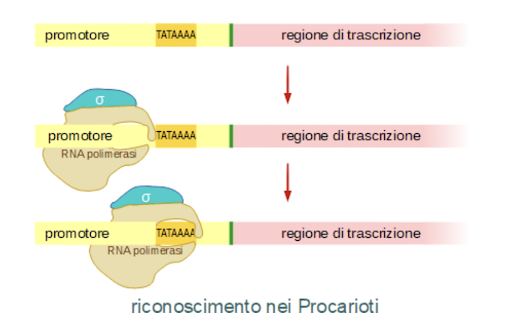 Trascrizione del DNA nei procarioti.