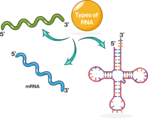Tipologie di RNA.