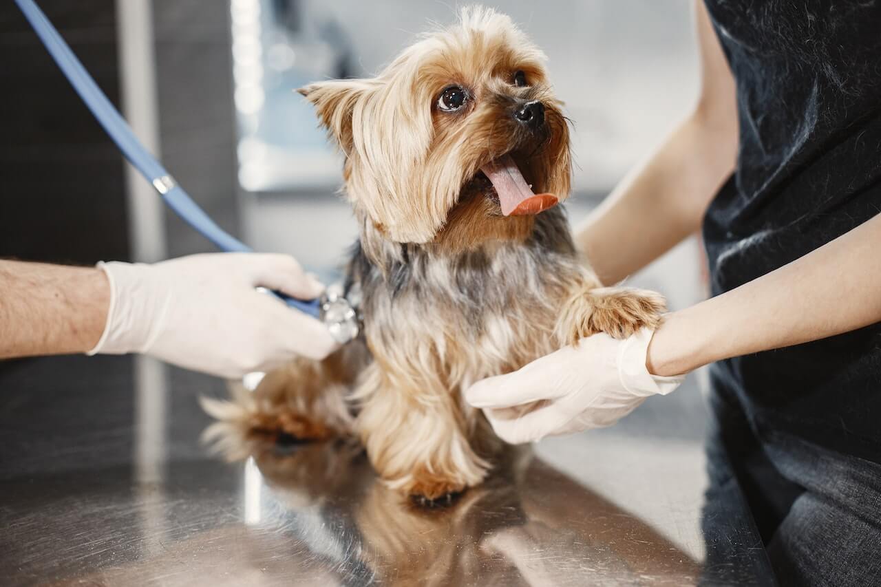 Cane in uno studio veterinario mentre gioca con un medico durante la visita.