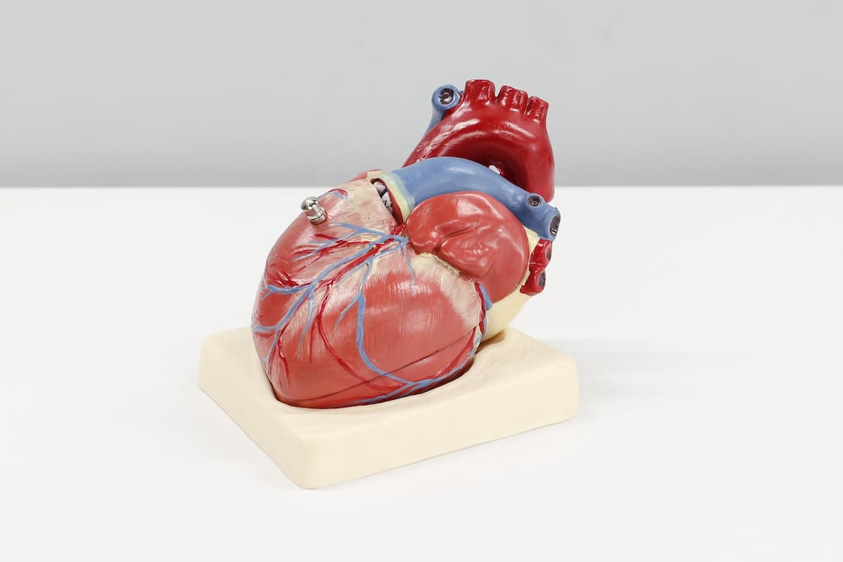Modellino di un cuore umano per lo studio delle parti anatomiche.