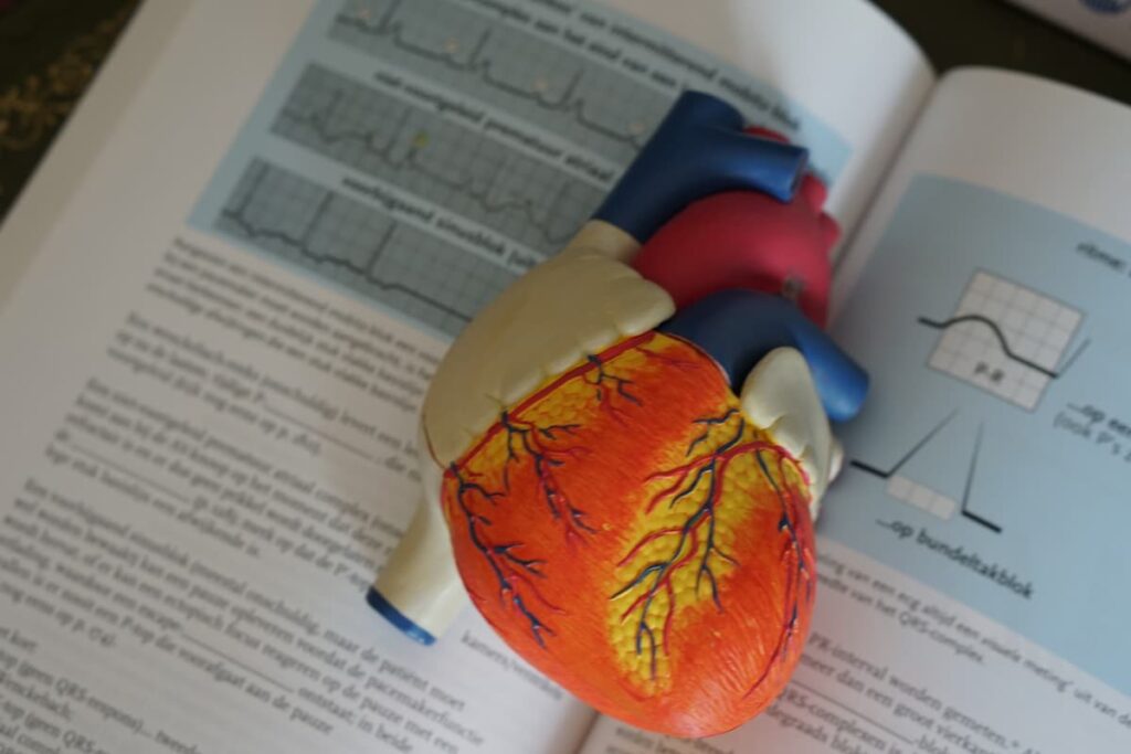 Modello anatomico del cuore su una pagina aperta di un libro.